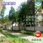 芝麻酚